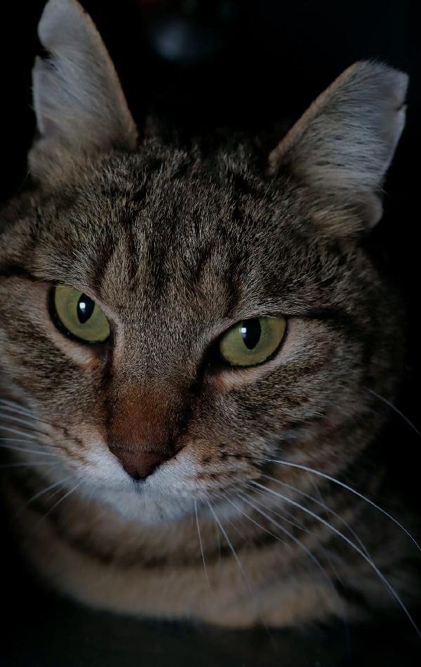 Patrizio Patatotto Patty